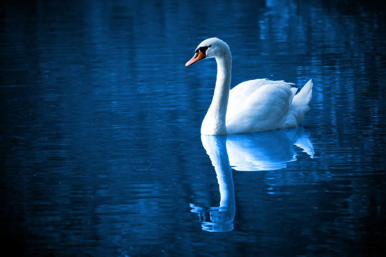 The Love of Tired Swans　ディマシュの実力が最大限に発揮されている歌
