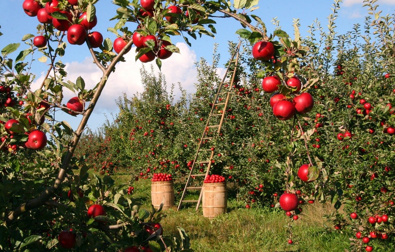 ディマシュ　故郷のりんごの木　リンゴもチューリップもカザフスタンが原産地